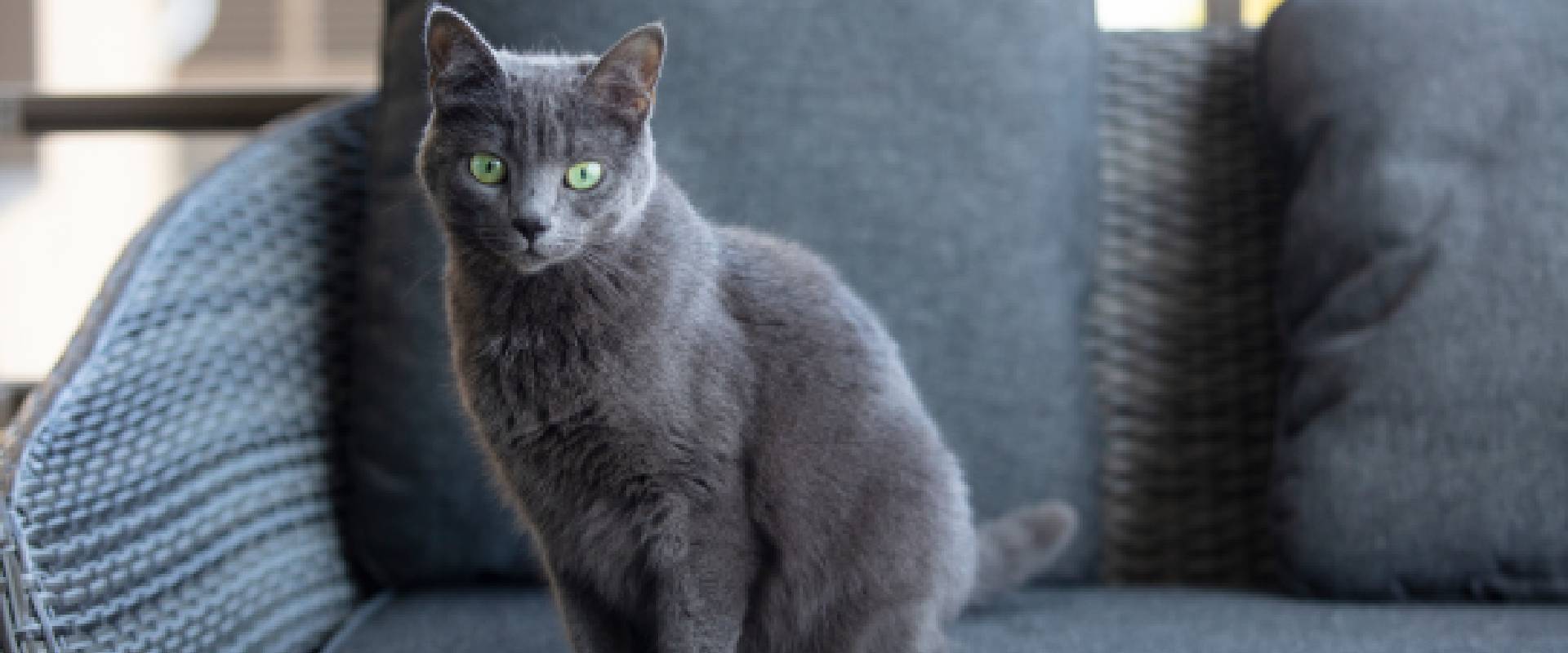 Grey striped best sale cat breed